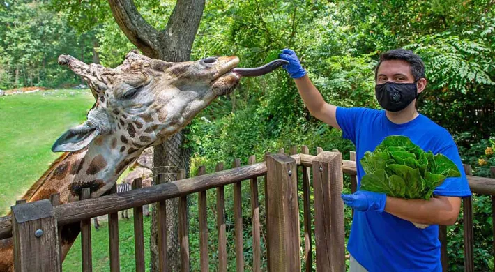 A man with dark hair and wearing a NC Zoo staff uniform and a mask, working the giraffe deck feeding deck. He is holding a head of lettuce in one arm and is extending the other out to feed a giraffe standing next to him with its tongue out.