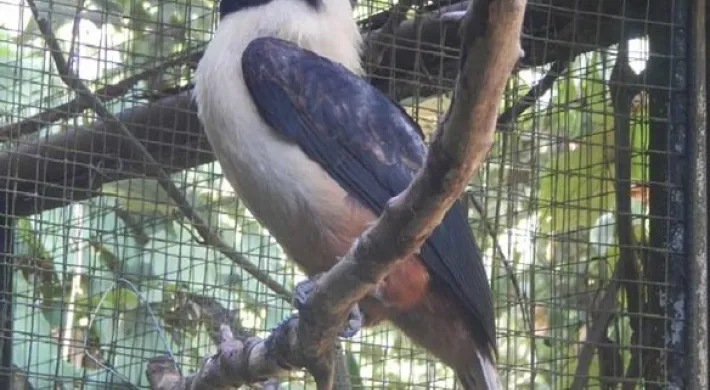 A Visayan Hornbill perched on a tree branch in a wire fence enclosure. This bird has grey wings, a long, hooked grey beak, and a white head and body with reddish splotches around its legs.
