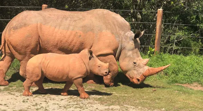 A Mom and baby southern white rhino standing next to each other in a field of tall, green grass.