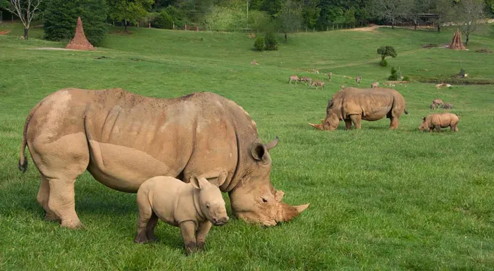 A Mom and baby southern white rhino standing next to each other in a field of tall, green grass. Another Rhinoceros mom and baby stand nearby. A group of Bongos stands in the shade of some trees in the background.