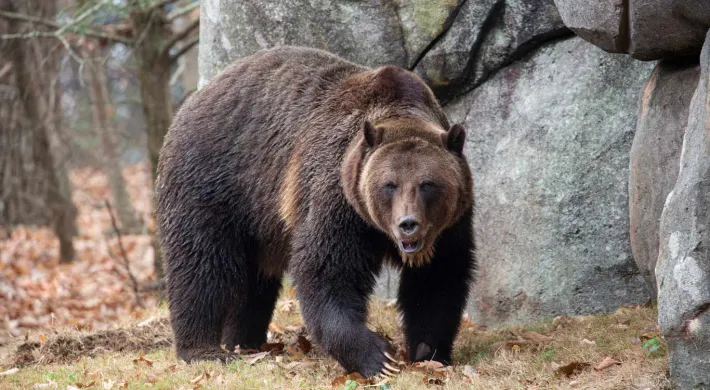 A large, fuzzy, Grizzly Bear walks on all fours through the woods, next to a large rocky wall.