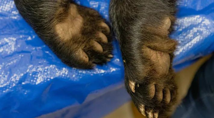 A closeup of two Black Bear cub paws laying bottom up on a blue tarp, ,its claws and pads visible. The overall sense is a medical setting.