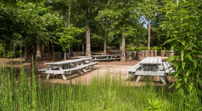 A group of wooden picnic tables on cement pads surrounded by trees and tall grasses. A tall brick wall is visible in the background.
