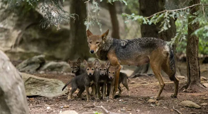 A mother Red Wolf standing protectively over her four small pups who are huddled together next to a rock in a forested area.