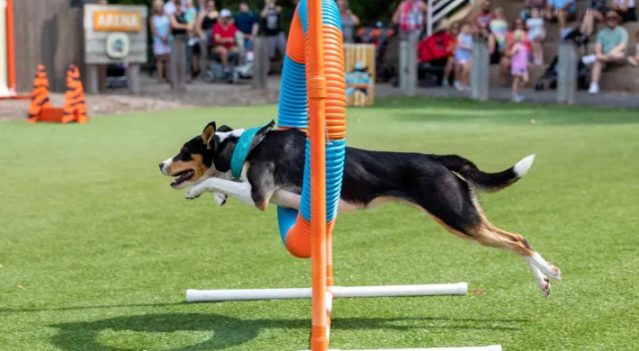 An athletic short-haired, black, brown, and white dog jumping through an orange and blue striped hurtle ring hanging between two orange metal racks at the NC Zoo Dog Show.