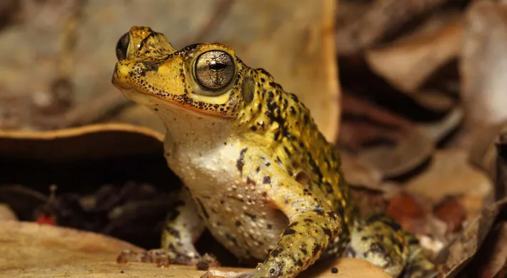 A zoomed in view of a small Puerto Rican Crested Toad. It is sitting on a leaf, the surrounding area littered with other leaves, staring at the viewer with its wide, rounded, yellow eyes.