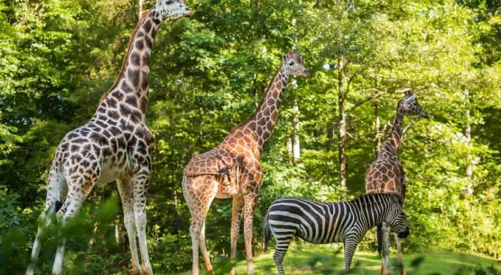 Three brown and tan patterned Giraffes standing proudly in a line behind a black and white striped Zebra in a grassy field that is lined with trees in the background.