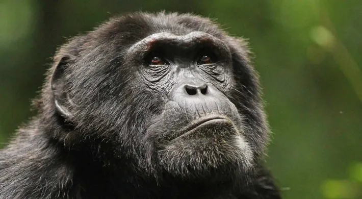 A Chimpanzee sitting and looking contemplative, its gaze focused on something off to the right, above it..