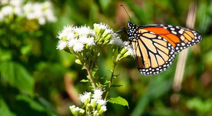 A vibrant orange and black butterfly on a small cluster of white and green buds with its wings tucked.