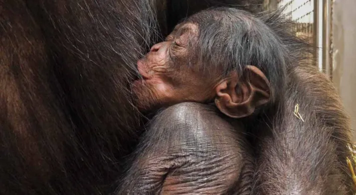 A newborn baby Chimpanzee lays, drinking milk from its mother, tucked gently in her arms with its eyes closed.