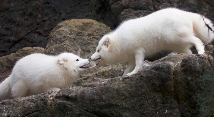 Two fluffy, white Arctic foxes stand facing off on a rocky ledge. They are both crouched low with their mouths open and teeth bared.