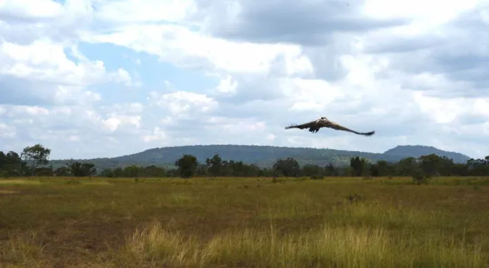 A Vulture, which is a bird of prey, is captured in flight low over a vast, dry savannah landscape. The ground is covered in brown and golden grasses, with a line of trees and a low mountain range visible in the distance under a blue sky with scattered white clouds.