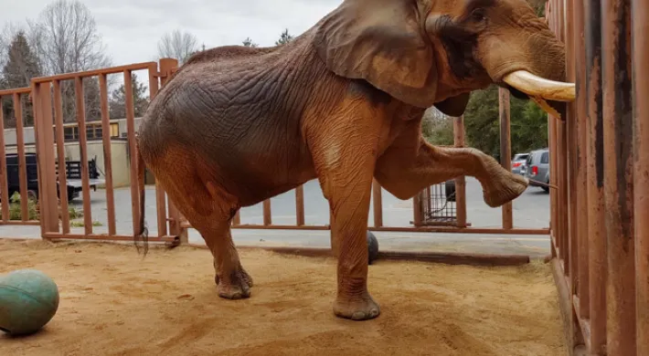 A large, reddish-brown African Elephant stands in a dirt and sand enclosure, leaning against a tall, brown vertical metal barrier on the right. The elephant has large tusks and its right front leg is raised, resting against the fence. A large green ball is visible on the ground to the left, and a building and vehicles are visible outside the enclosure in the distance.