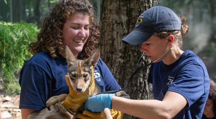 Veterinarian and zookeeper check health of young red wolf with a stethoscope at North Carolina Zoo.