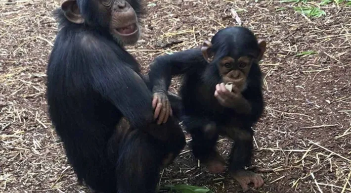 Two Chimpanzees with black fur and faces, sitting huddled together in the grass. The one on the right has its arm around the other.