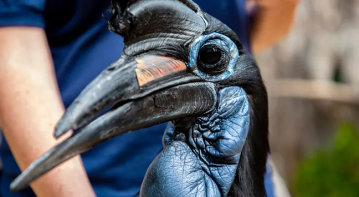 A black Ground Hornbill stands next to a person. The bird is looking to the left with its beak open. It has striking features, including a prominent blue inflatable-looking patch of skin (wattle) on its throat and face, a casque on its large beak, and a slightly ruffled appearance to its feathers. A small mound of dark dirt and green foliage is visible on the left.