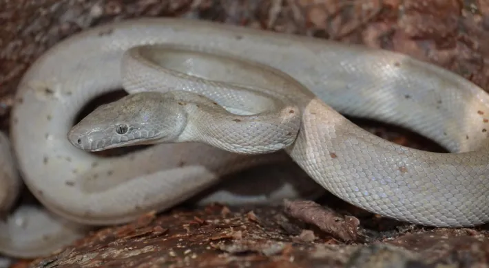  A light-colored snake, possibly a super hypo morph of a boa or python, is coiled on a bed of dark brown bark and wood chips. The snake's skin is a pale, off-white or light gray color with faint, small, scattered brown spots. Its head is raised slightly, and its body is gracefully curved and coiled.