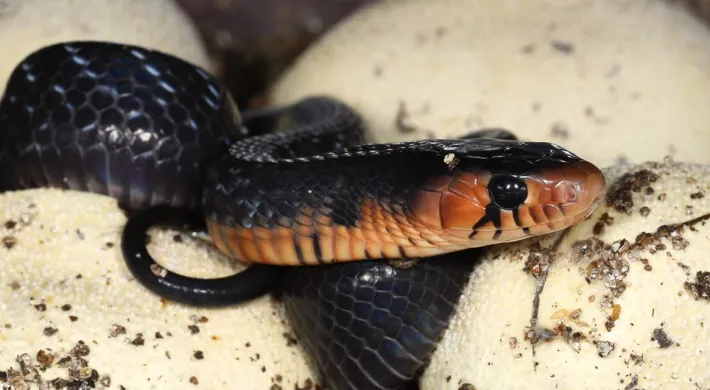 A small, shiny black snake with a distinct coppery-red or orange band around its neck and a black head. The snake is coiled slightly on top of several large, pale yellow or off-white reptile eggs, which are covered in flecks of dark dirt or substrate. The snake appears to be hatching from the eggs.