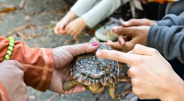 An educator holding a tortoise and allowing children to touch its back.