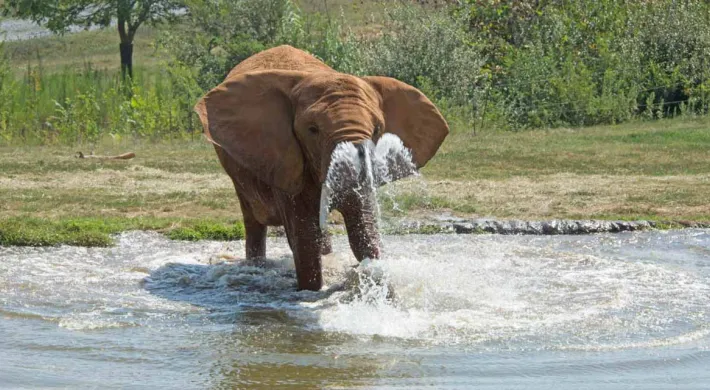 A large, brown Elephant standing in pool, using its trunk to splash water around. A line of tall grass and trees stands nearby in the background.