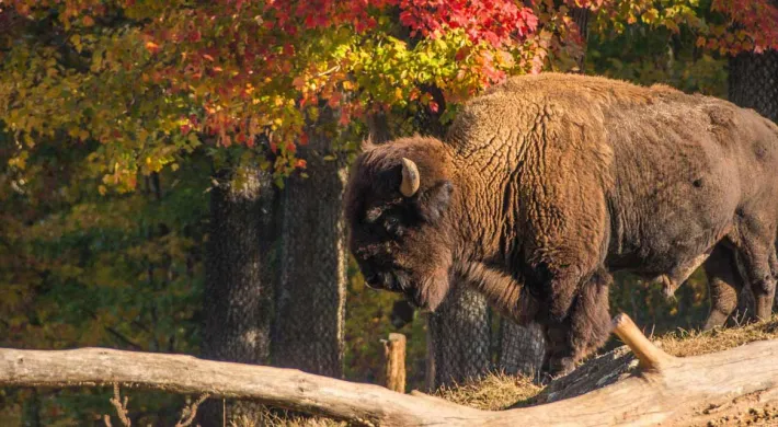 A large, shaggy American Bison stands on a slight incline behind a fallen log, set against a background of trees with vibrant fall foliage in shades of red, orange, and yellow.