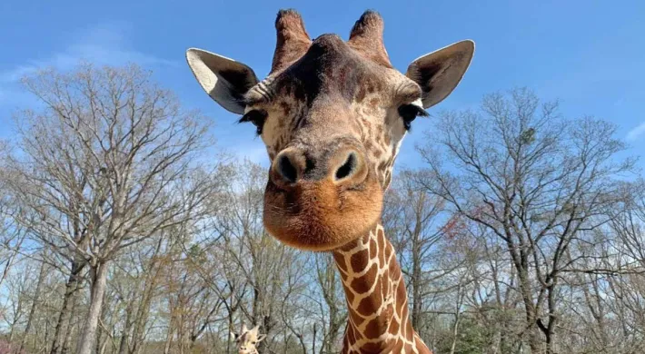 An up-close view of a giraffe's velvety face looking down at the viewer, its pointed ears and oscillis on full display. A canopy of trees and blue sky are visible in the background.