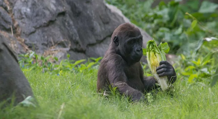 A young, fuzzy, black Gorilla sitting in the tall grass between two very large rocks eating a head of lettuce. The background is a dense, lush forest.