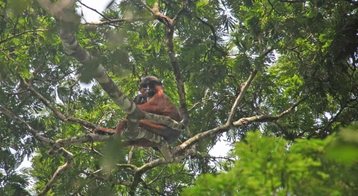 A view from the ground, looking up into the tree tops where a rust colored Lemur with a black face and rounded ears sits on a branch, looking down towards the viewer.