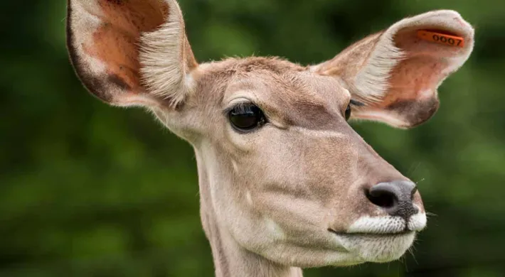 A Greater Kudu standing in a vast field looking towards the viewer, showcasing its tan fur, distinctive white stripes, and impressive horns that spiral up.