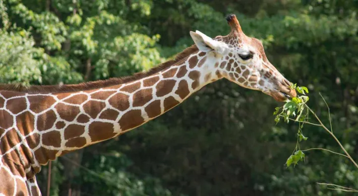Leia the Giraffe extends her long next to eat leaves from a lush tree branch.