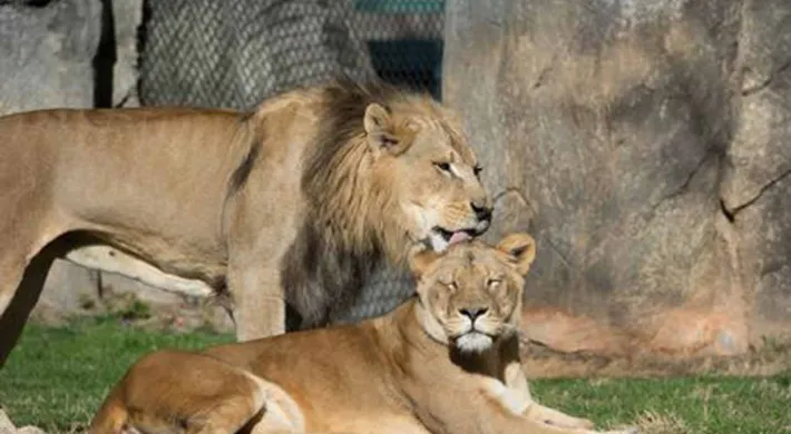  A male and female lion stand and lie together in a grassy enclosure. The male lion, with a thick mane, stands behind the lioness, who is lying down and looking at the camera. A large rock formation is in the background.