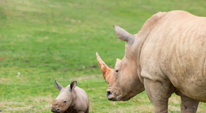 A Rhinoceros with muddy skin, long flat ears and sharp horn, stands grazing in a vast field with trees in the background. Next to it, a baby Rhinoceros is standing and staring off to the left.