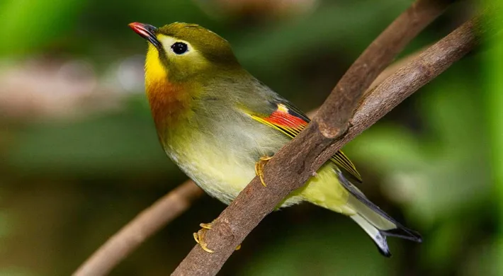 A small, colorful bird, possibly a Pekin Robin or similar species, perches on a bare brown branch, featuring an olive-green back, a bright yellow throat and chest, and a hint of red or orange on its wing.