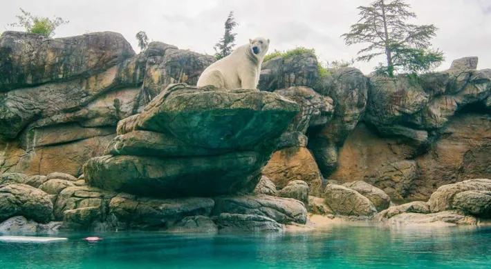 A polar bear is sitting on a large, stacked rock formation overlooking an enclosure with turquoise water below. The background is a large, rocky wall and trees under a cloudy sky.