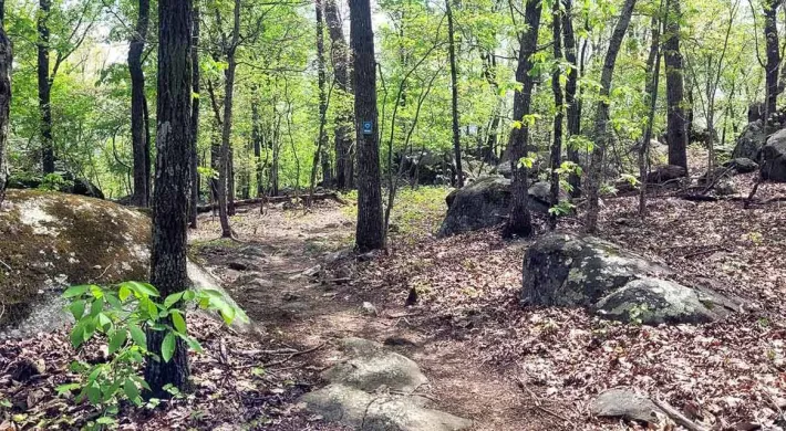 A wooded forest scene with a partially clear trail winding through the middle. Large rocks and shrubs are sprinkled along both sides of the trail.
