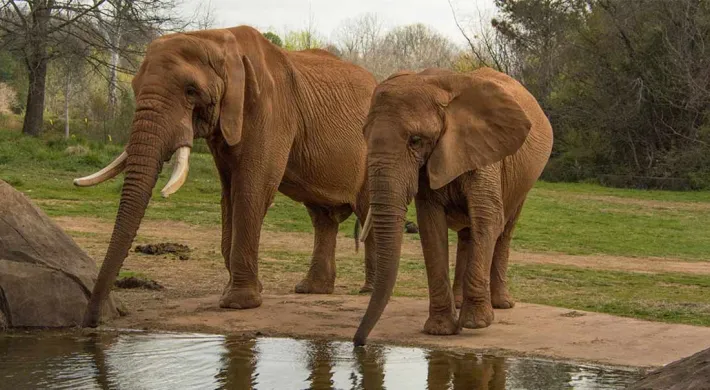 Two Elephants stand together with their trunks dipping into a small pond with large rocks on its shoreline. A grassy field and a line of trees are visible in the background.