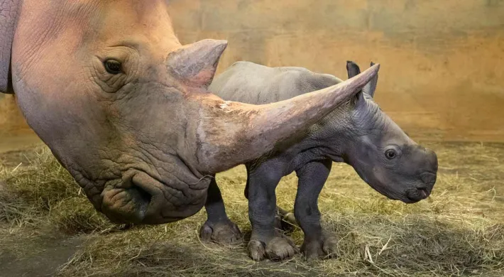 A baby rhinoceros, with its ears perked up, walks behind its mother. The calf is in focus, while the mother's head and horn are blurred in the foreground. They are in a grassy enclosure with a fence and trees in the background.