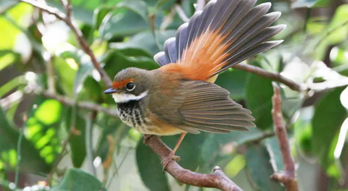 A small Rufous fantail bird with a brown body, a white throat, and a dramatically fanned, reddish-orange tail, perched on a branch amidst dark green leaves.