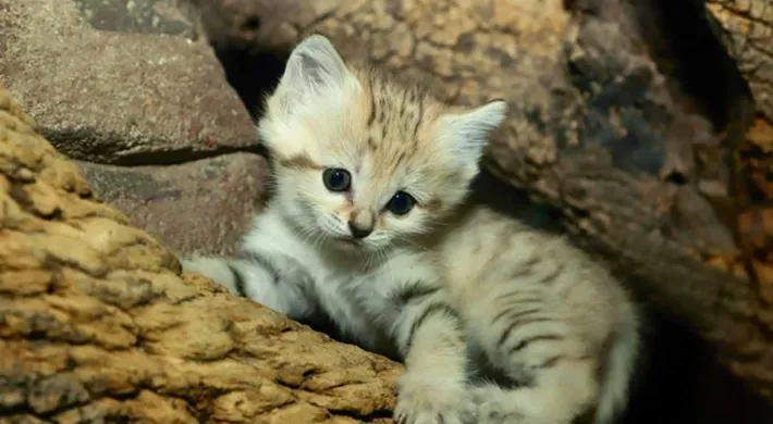 A close-up of an adorable, very young Sand Cat kitten with sandy-striped fur, large dark eyes, and oversized ears, nestled among thick pieces of wood.