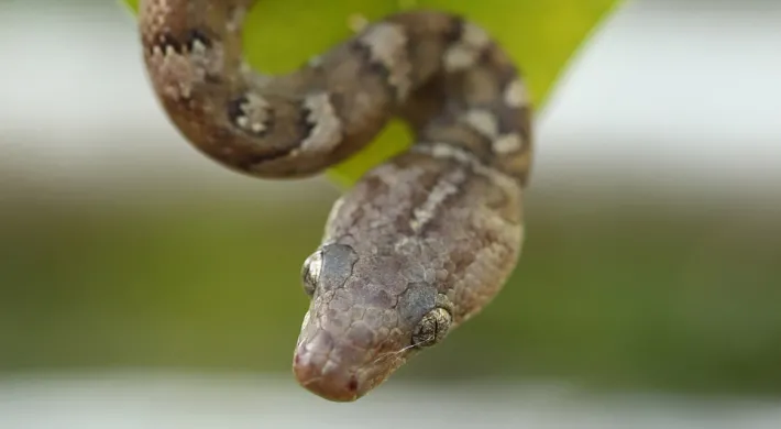 The light brown, oval shaped head of a Virgin Island Boa as it dangles from a tree branch. Part of its neck and a leaf are also visible in this close up view.