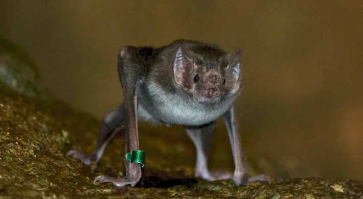A vampire bat standing upright on a rock on its hands and feet with its wings tucked back. Its tiny flat snout, sharp teeth and large, pointed ears are clearly visible.