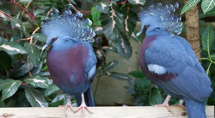  Two Victoria Crowned Pigeons standing side-by-side on a wooden beam. The birds are distinguished by their striking powder-blue plumage, maroon chests, and elaborate, lacy blue crests on their heads. They are set against a blurred background of green foliage.