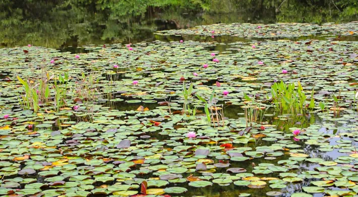 A lake with dark water, filled with water lilies and pickeral weed.