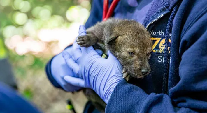 a person wearing a dark blue NC Zoo uniform and blue latex gloves holds a newborn Red Wolf pup to show the viewer while standing in an outdoor environment. The person's face is not visble.