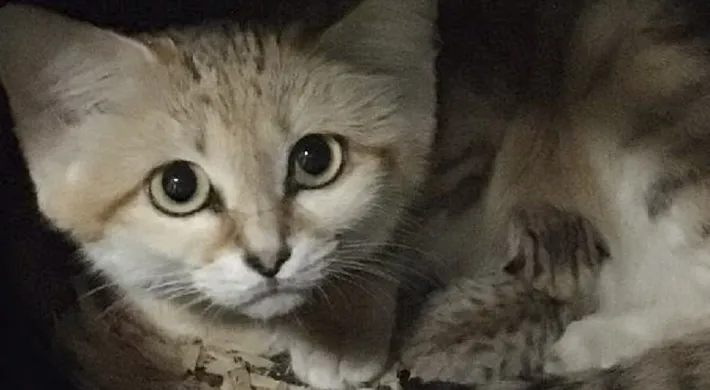 A sand cat with large eyes and a striped coat crouches on a log, looking directly at the camera.