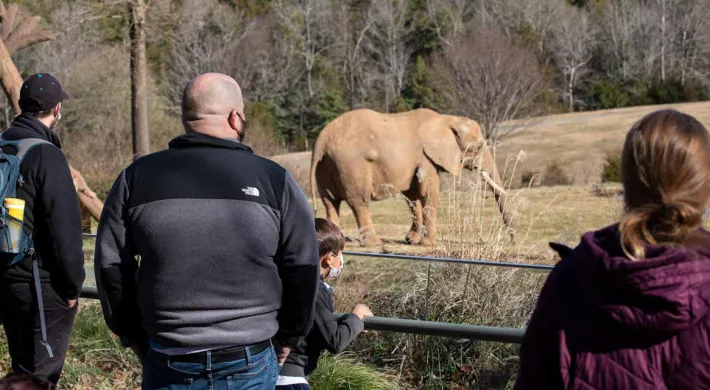 Three people observing a large, light-brown elephant in a dry, grassy outdoor enclosure. The animal is walking in the middle ground, near a large mound of hay or straw. The people—two men and one woman—are looking through a fence or barrier. The background is composed of dry grass, trees, and brownish hills.