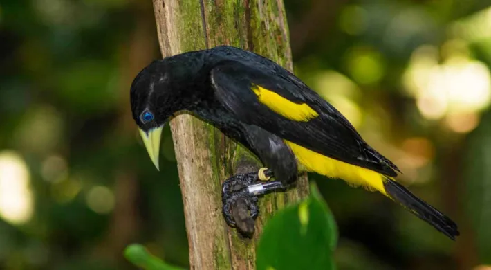 A small, lean black bird with yellow patches on its wing and backside under its tail called a Yellow Rumped Caciques. It is perched on a tiny branch with a lush forest blurred in the background.