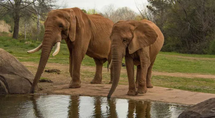 Two Elephants stand together with their trunks dipping into a small pond with large rocks on its shoreline. A grassy field and a line of trees are visible in the background.