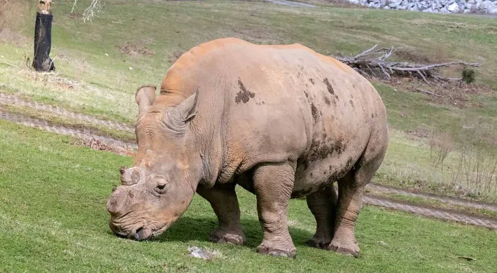 A large grey Rhino with no horns stands alone, nibbling on grass in the middle of a wide plain that is sprinkled with trees and patches of tall grass.
