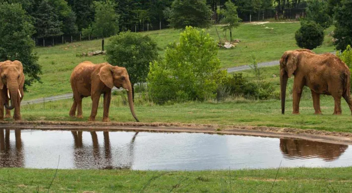 Three elephants standing around a pond in an open field with rolling hills sprinkled with trees in the background.